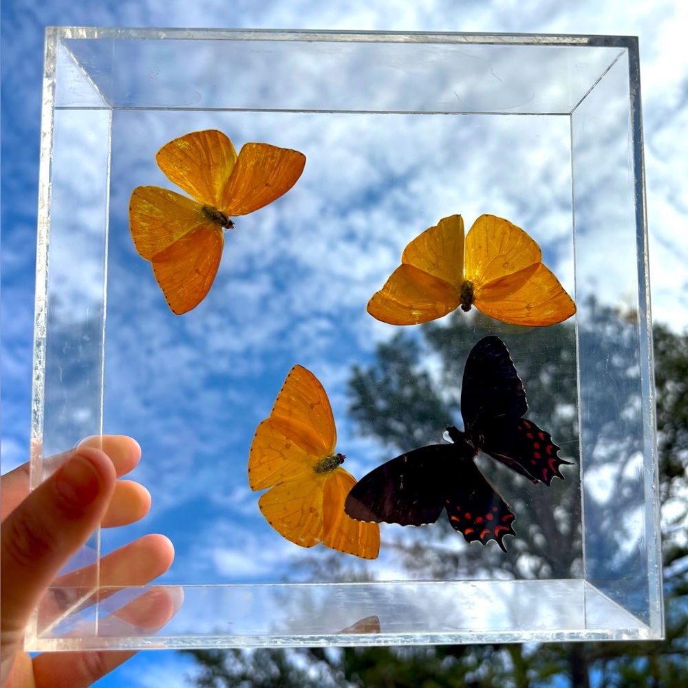 Plexiglass encased butterflies.